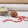 Natural 12 Mukhi Rudraksha | Certified Nepali Bead for Leadership, Power & Success
