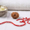 Natural 15 Mukhi Rudraksha | Certified Nepali Bead for Emotional Healing & Wealth
