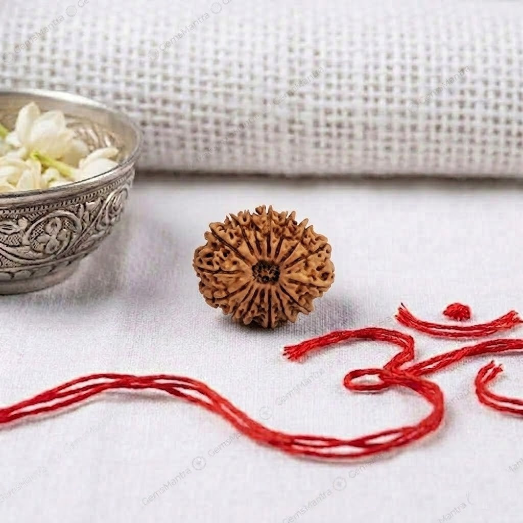 Natural 16 Mukhi Rudraksha | Certified Nepali Bead for Victory & Legal Protection