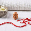Natural 2 Mukhi Rudraksha | Certified Nepali Bead for Harmony & Relationships