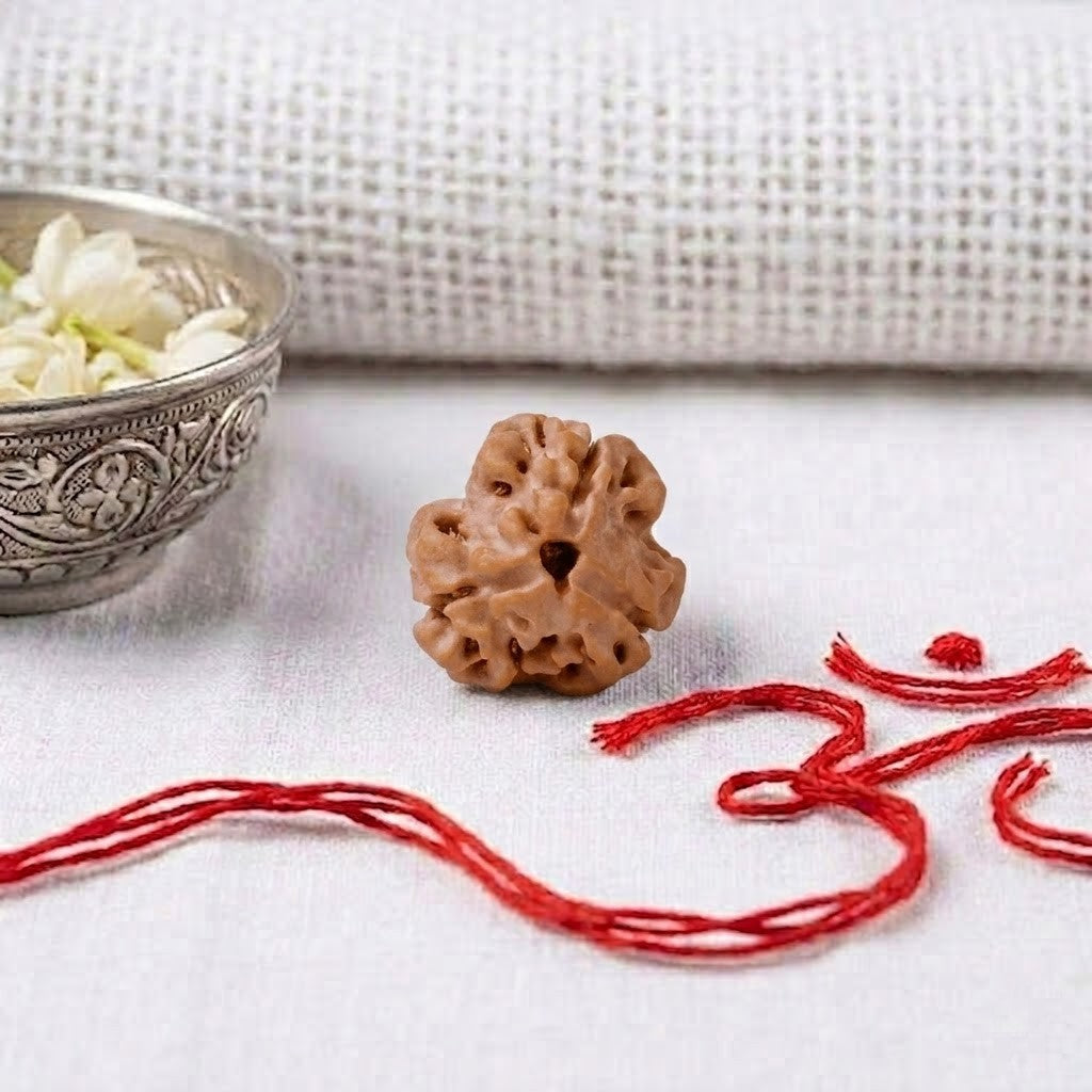 Natural 3 Mukhi Rudraksha | Certified Nepali Bead for Confidence & Energy